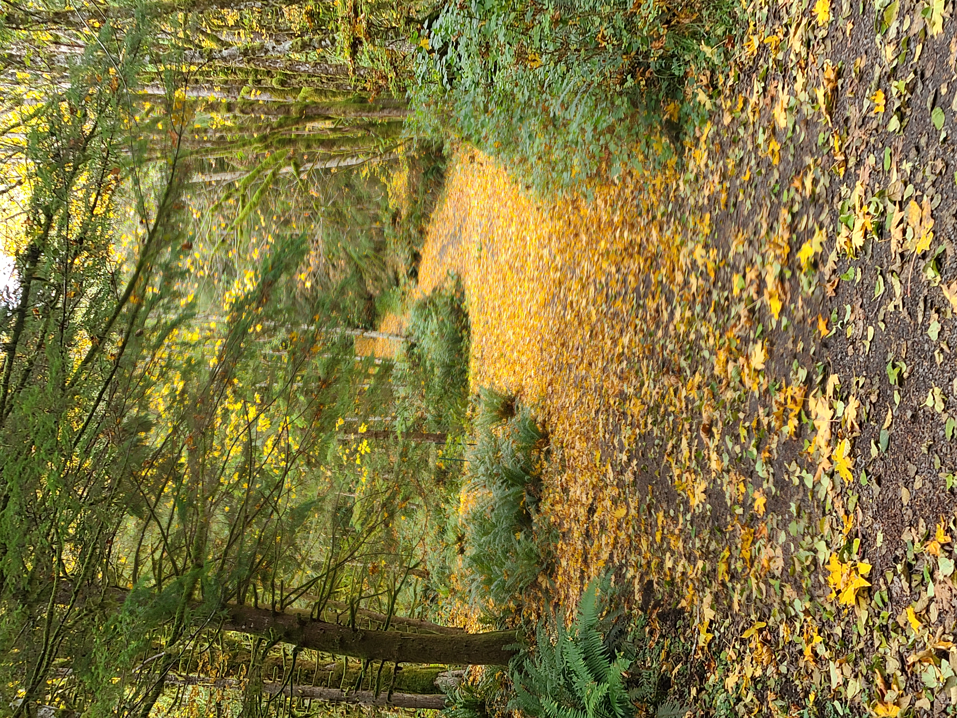 Natural surroundings at Blackstar 1